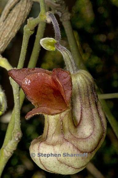 aristolochia californica 4 graphic